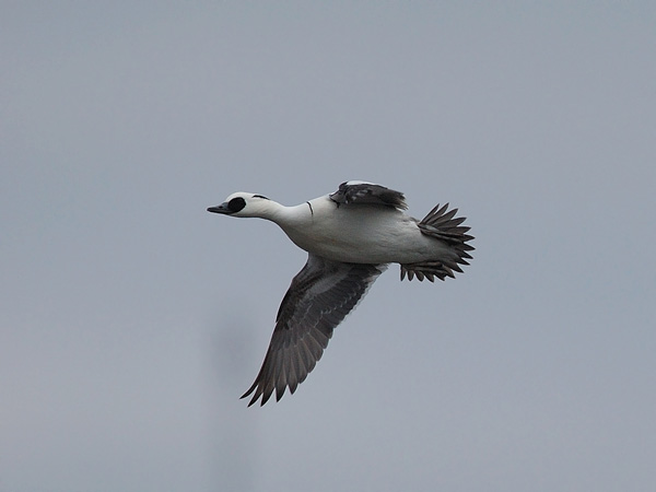 Uivelo, Smew, Mergellus albellus